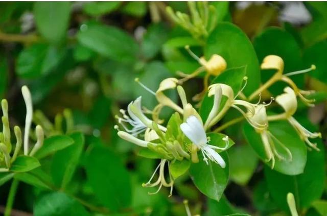 一面院墙，一个植物，一片花海~