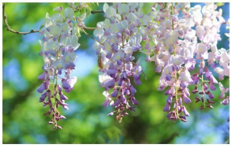 一面院墙，一个植物，一片花海~