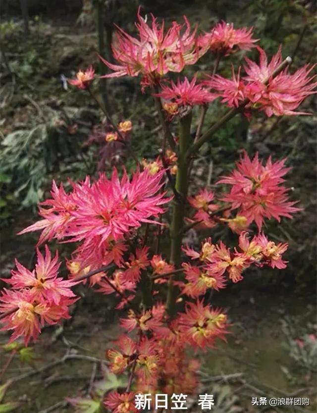 网红庭院花园必备的38种枫树和4种紫藤