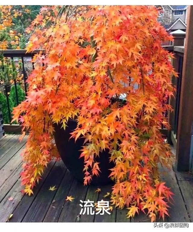 网红庭院花园必备的38种枫树和4种紫藤