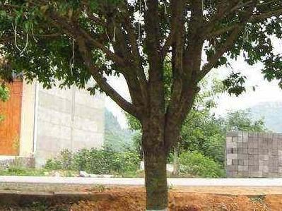 大桂花树怎么移植