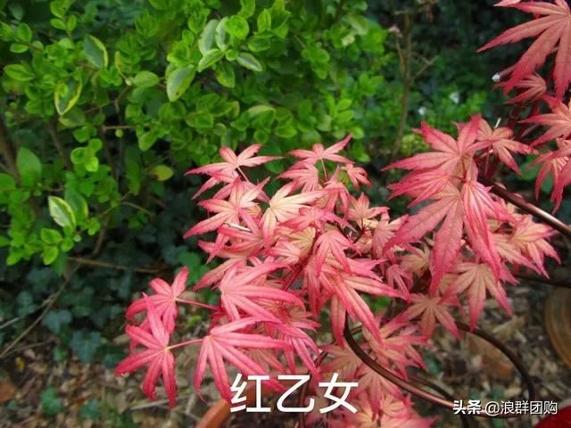 网红庭院花园必备的38种枫树和4种紫藤