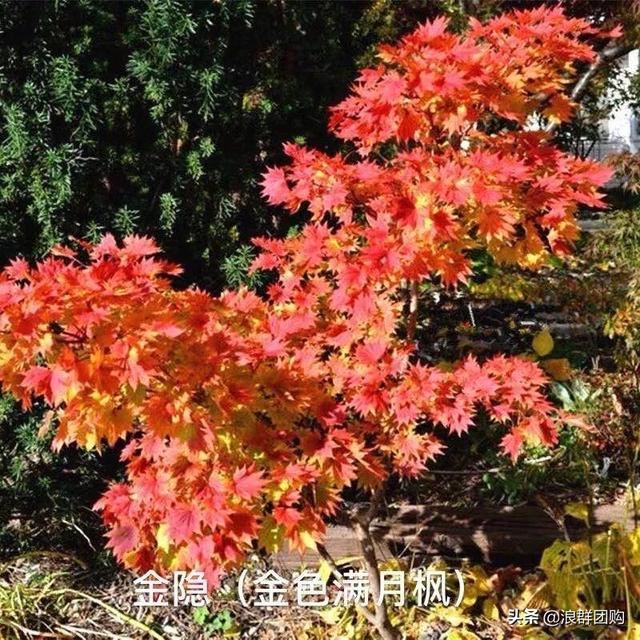 网红庭院花园必备的38种枫树和4种紫藤