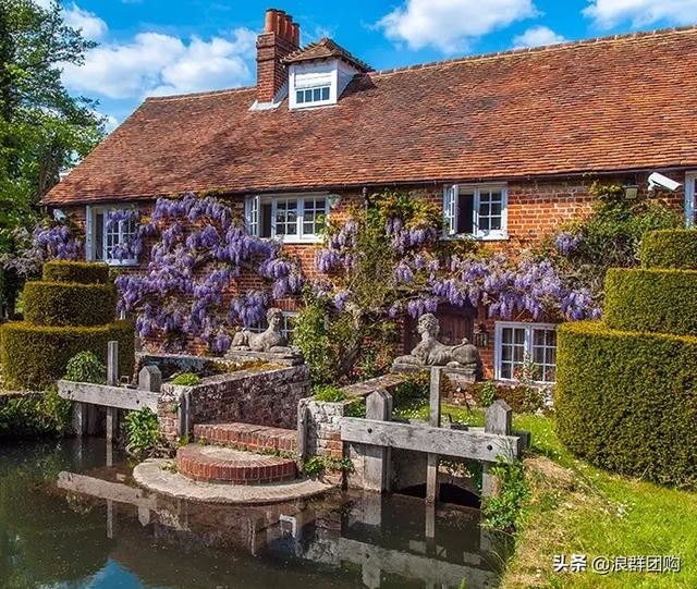 网红庭院花园必备的38种枫树和4种紫藤