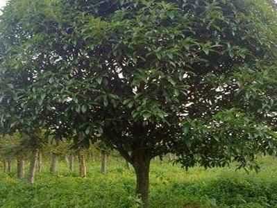 大桂花树怎么移植