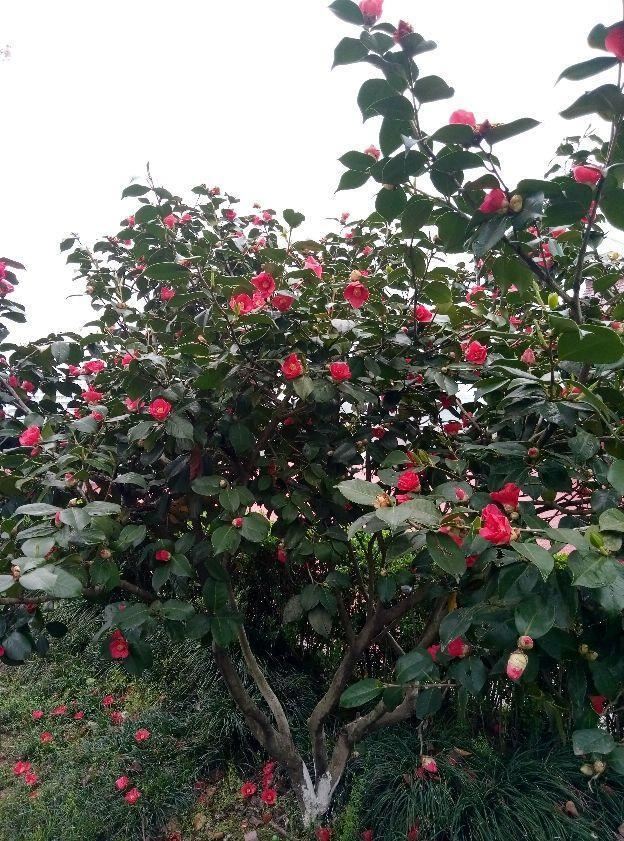 养茶花注意2方面，一树大花招来一窝蜜蜂，香味悠远惹人爱！