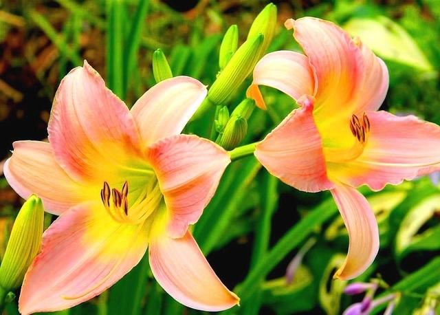 阳台养几株“百合花”，不知道攻略怎么开花，只长枝条不冒花苞
