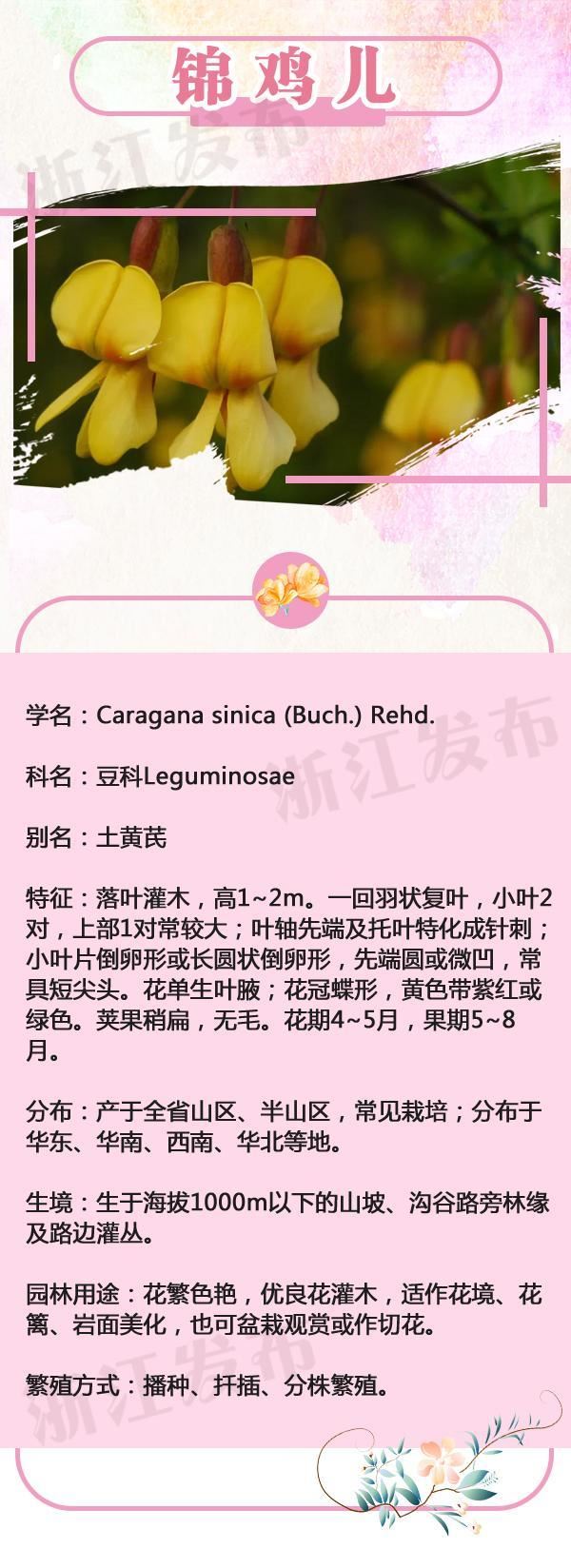 人间最美四月天，浙些野花等你来认识