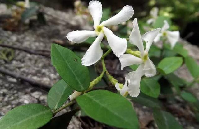 一面院墙，一个植物，一片花海~