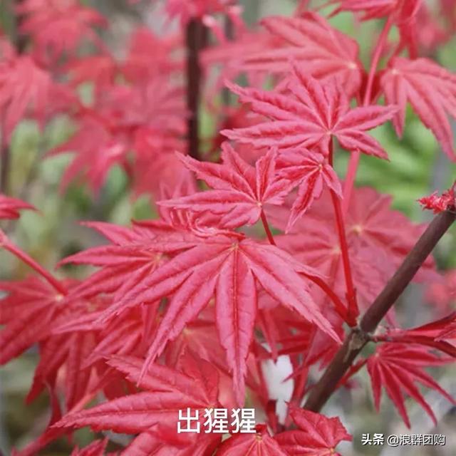 网红庭院花园必备的38种枫树和4种紫藤