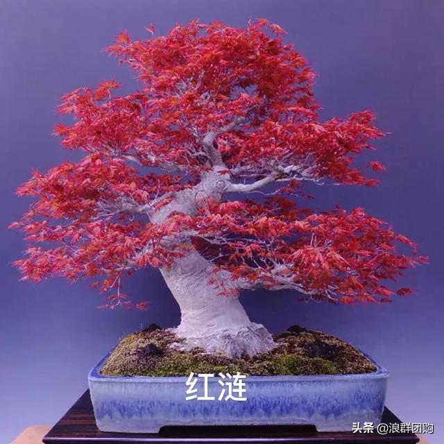 网红庭院花园必备的38种枫树和4种紫藤