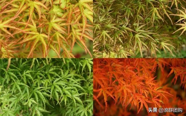 网红庭院花园必备的38种枫树和4种紫藤