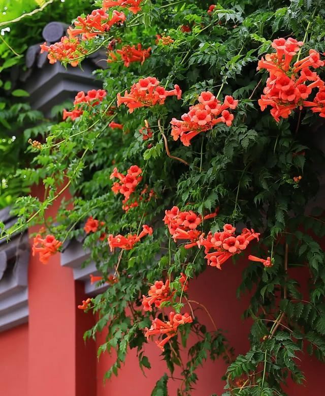 一面院墙，一个植物，一片花海~