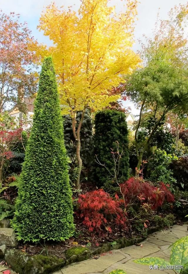 网红庭院花园必备的38种枫树和4种紫藤