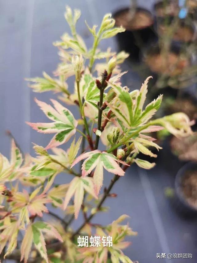 网红庭院花园必备的38种枫树和4种紫藤