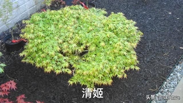 网红庭院花园必备的38种枫树和4种紫藤