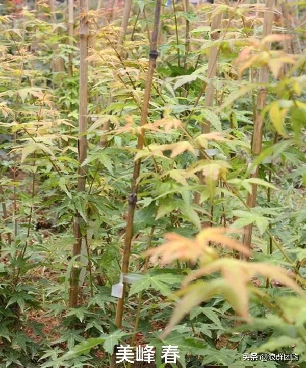 网红庭院花园必备的38种枫树和4种紫藤