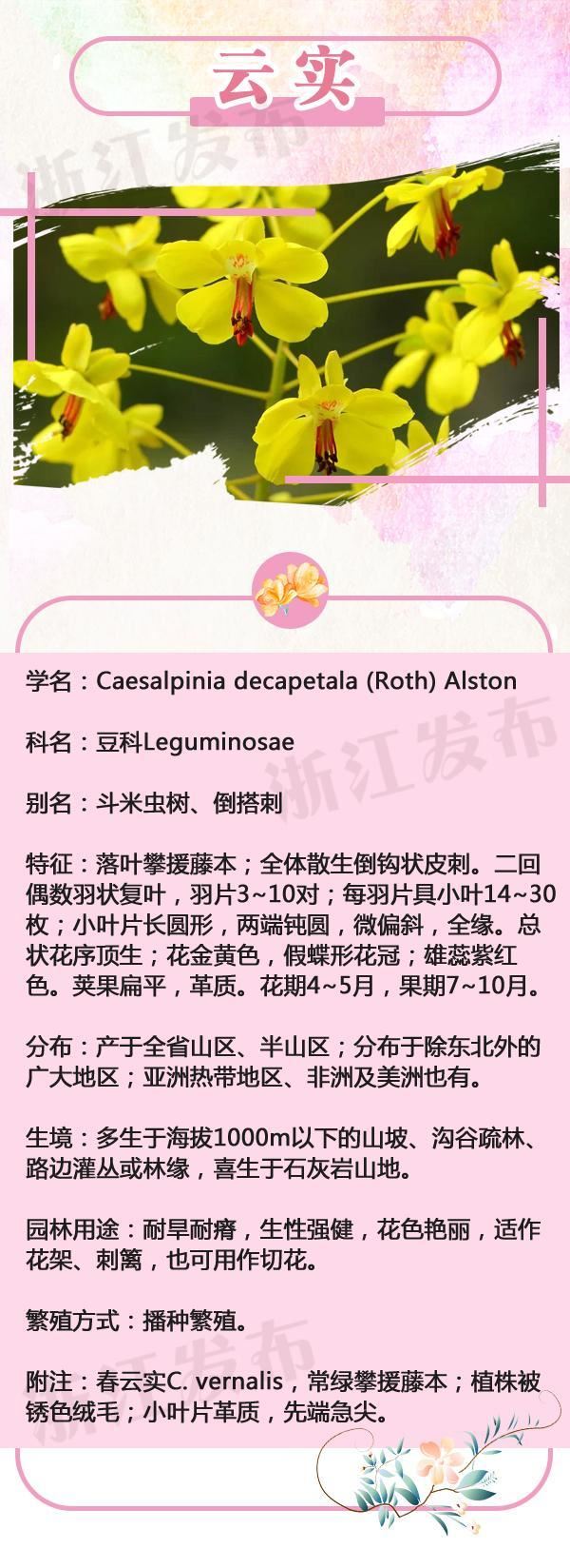 人间最美四月天，浙些野花等你来认识