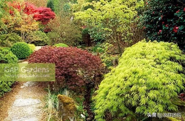 网红庭院花园必备的38种枫树和4种紫藤