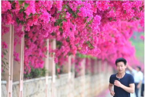 一面院墙，一个植物，一片花海~