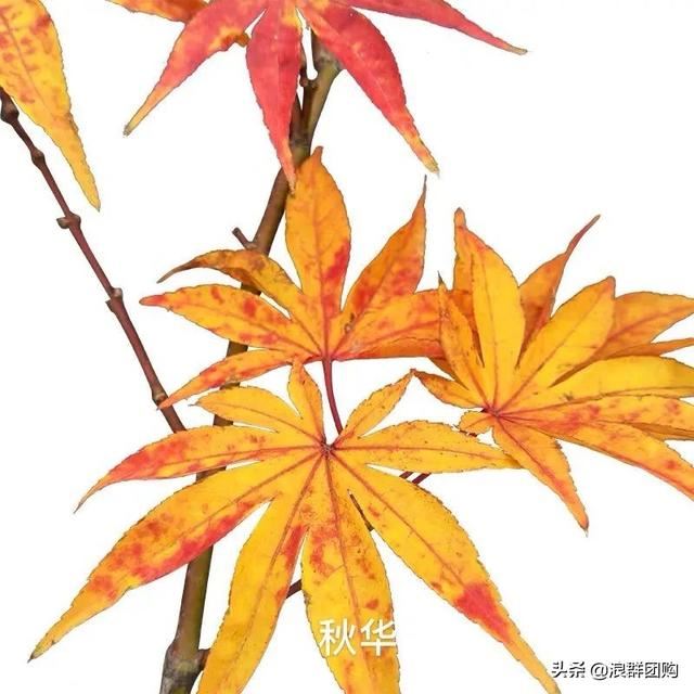 网红庭院花园必备的38种枫树和4种紫藤