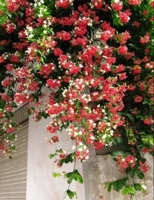 一面院墙，一个植物，一片花海~