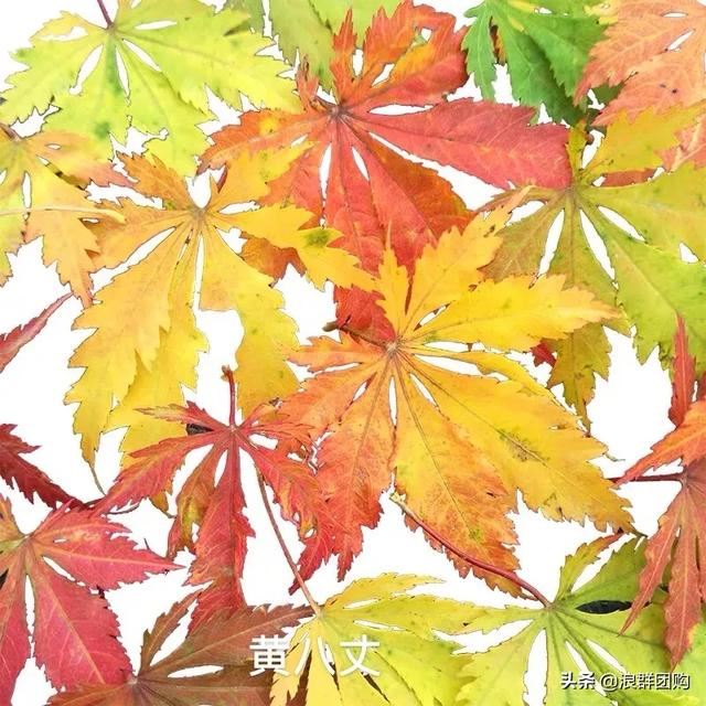 网红庭院花园必备的38种枫树和4种紫藤