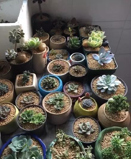 翻盆的最佳时期到了，错过翻盆你可能见不到它开花