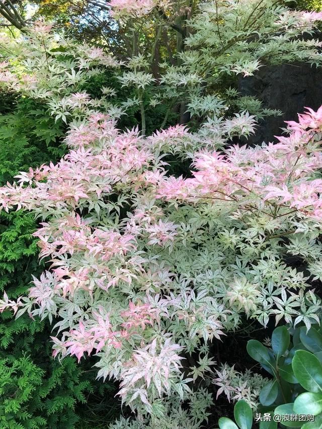 网红庭院花园必备的38种枫树和4种紫藤