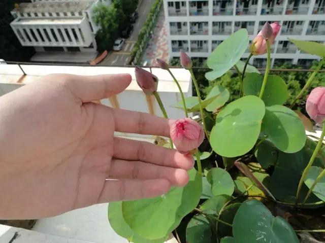 翻盆的最佳时期到了，错过翻盆你可能见不到它开花