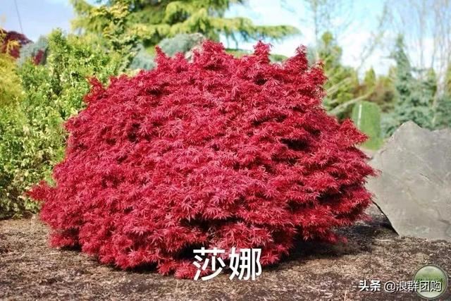 网红庭院花园必备的38种枫树和4种紫藤