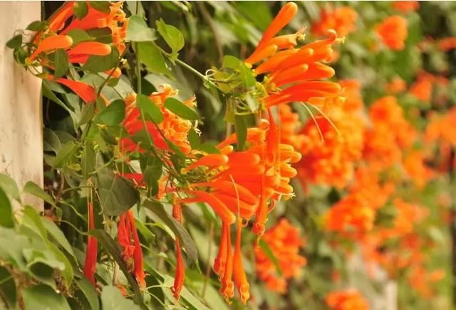 一面院墙，一个植物，一片花海~