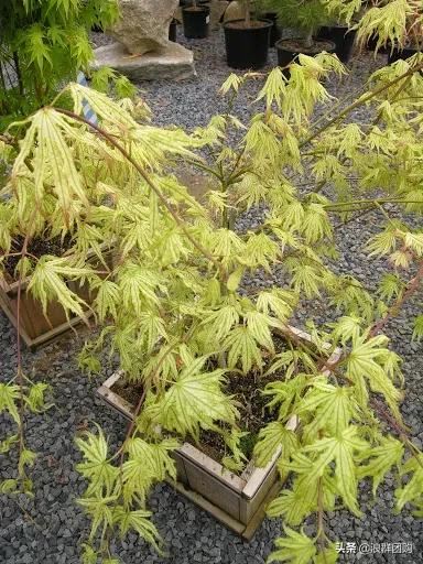 网红庭院花园必备的38种枫树和4种紫藤