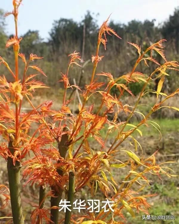 网红庭院花园必备的38种枫树和4种紫藤