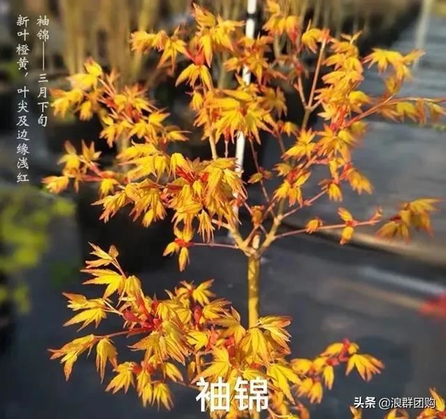 网红庭院花园必备的38种枫树和4种紫藤