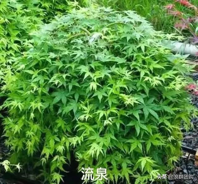 网红庭院花园必备的38种枫树和4种紫藤