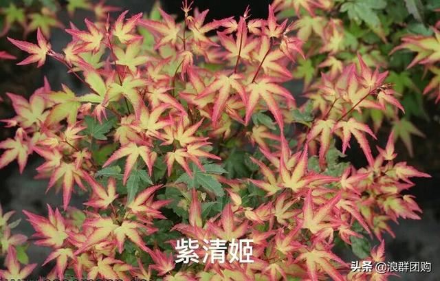 网红庭院花园必备的38种枫树和4种紫藤