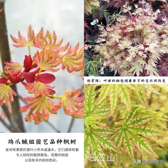网红庭院花园必备的38种枫树和4种紫藤