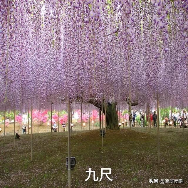 网红庭院花园必备的38种枫树和4种紫藤