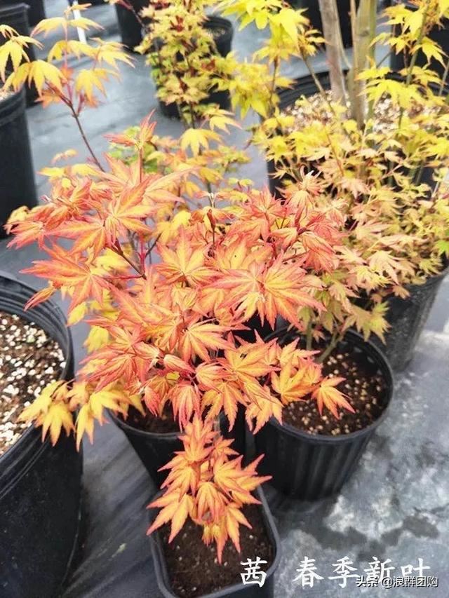 网红庭院花园必备的38种枫树和4种紫藤