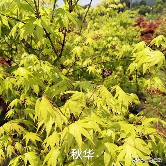 网红庭院花园必备的38种枫树和4种紫藤
