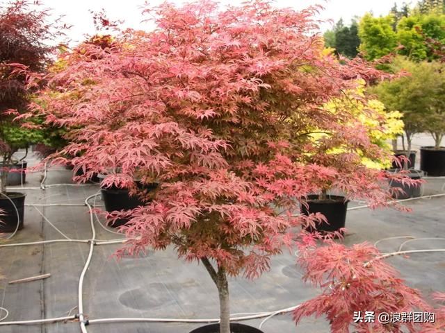 网红庭院花园必备的38种枫树和4种紫藤