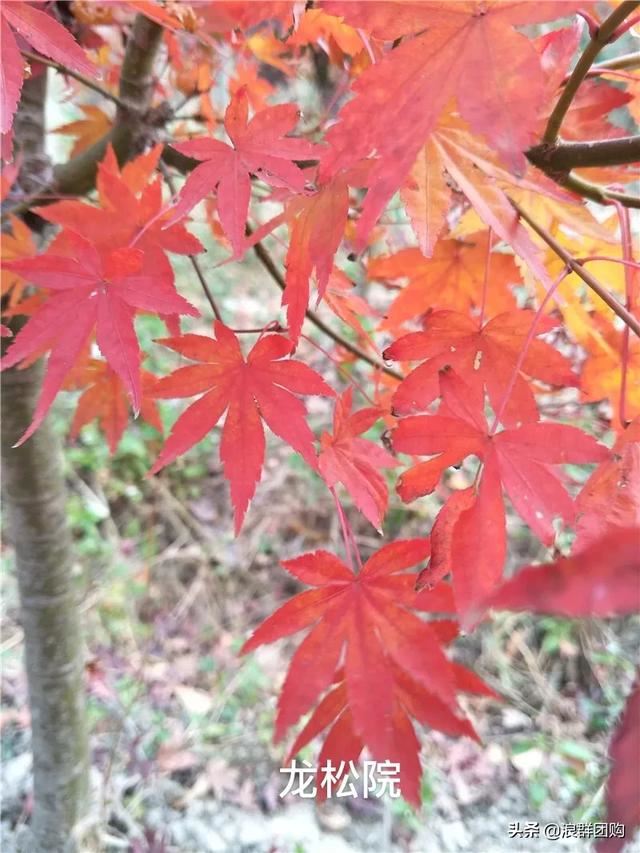 网红庭院花园必备的38种枫树和4种紫藤