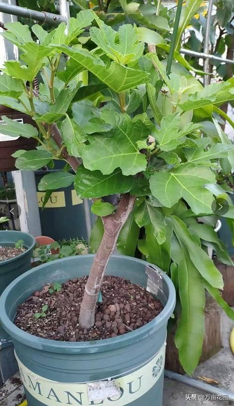 无花果通过截断重新塑形来提高产量的想法和试验
