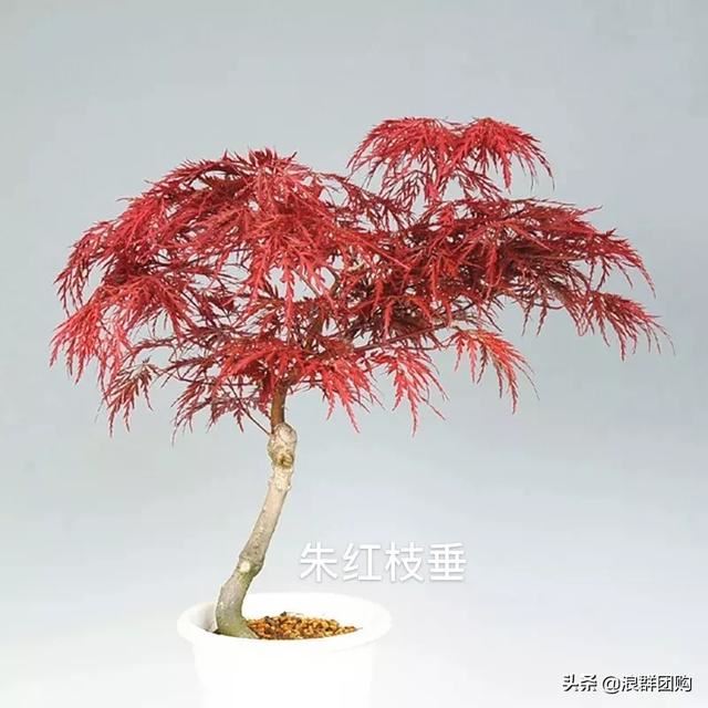 网红庭院花园必备的38种枫树和4种紫藤