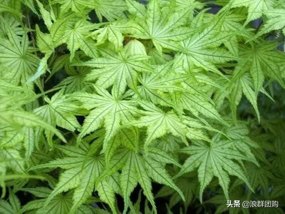 网红庭院花园必备的38种枫树和4种紫藤