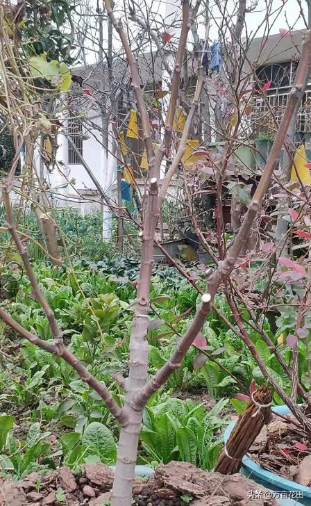 无花果通过截断重新塑形来提高产量的想法和试验