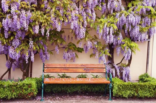 一面院墙，一个植物，一片花海~