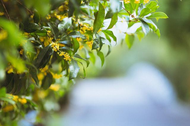 桂花树不开花怎么办？干着急没用！不知道原因的看这里