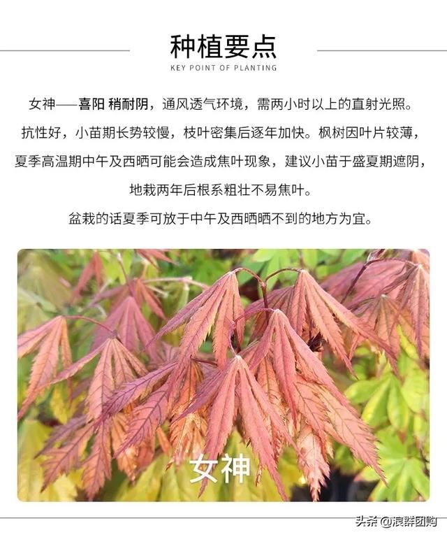 网红庭院花园必备的38种枫树和4种紫藤